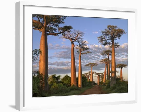 Avenue of Baobabs at Sunrise-Nigel Pavitt-Framed Photographic Print