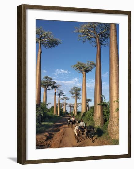 Avenue of Baobabs with Ox-Drawn Carts-Nigel Pavitt-Framed Photographic Print