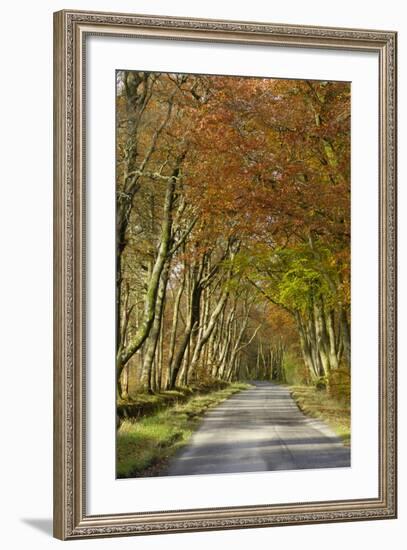 Avenue of Beech Trees, Near Laurieston, Dumfries and Galloway, Scotland, United Kingdom, Europe-Gary Cook-Framed Photographic Print