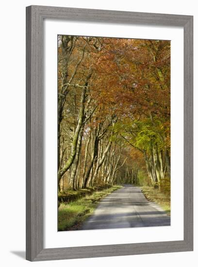 Avenue of Beech Trees, Near Laurieston, Dumfries and Galloway, Scotland, United Kingdom, Europe-Gary Cook-Framed Photographic Print