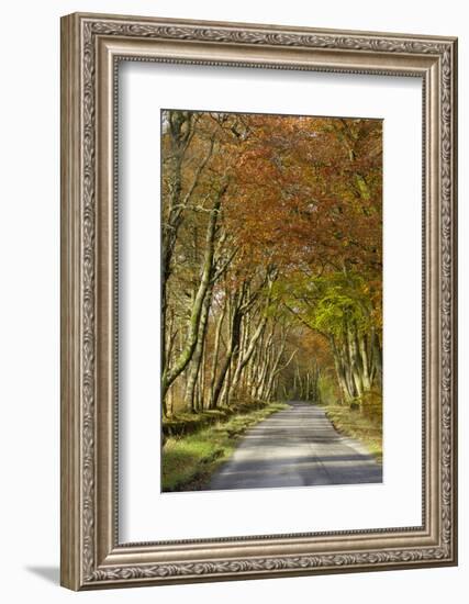 Avenue of Beech Trees, Near Laurieston, Dumfries and Galloway, Scotland, United Kingdom, Europe-Gary Cook-Framed Photographic Print