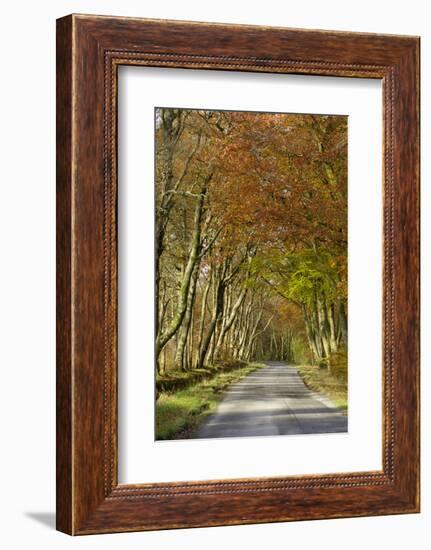 Avenue of Beech Trees, Near Laurieston, Dumfries and Galloway, Scotland, United Kingdom, Europe-Gary Cook-Framed Photographic Print