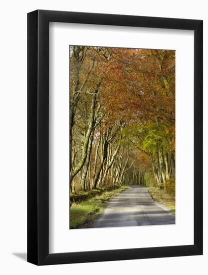 Avenue of Beech Trees, Near Laurieston, Dumfries and Galloway, Scotland, United Kingdom, Europe-Gary Cook-Framed Photographic Print