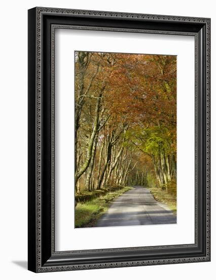 Avenue of Beech Trees, Near Laurieston, Dumfries and Galloway, Scotland, United Kingdom, Europe-Gary Cook-Framed Photographic Print