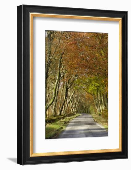 Avenue of Beech Trees, Near Laurieston, Dumfries and Galloway, Scotland, United Kingdom, Europe-Gary Cook-Framed Photographic Print