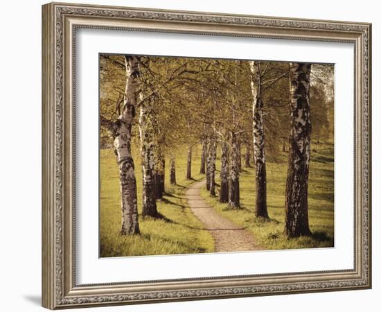 Avenue of Birches-Thonig-Framed Photographic Print