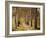 Avenue of Birches-Thonig-Framed Photographic Print