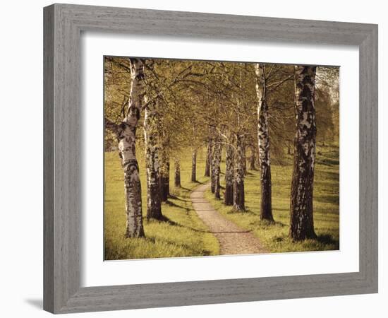 Avenue of Birches-Thonig-Framed Photographic Print