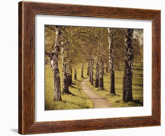 Avenue of Birches-Thonig-Framed Photographic Print