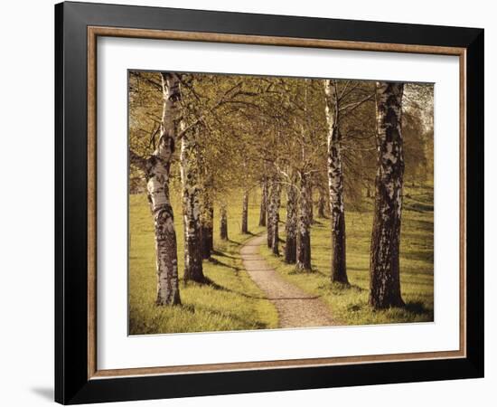 Avenue of Birches-Thonig-Framed Photographic Print