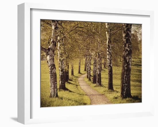 Avenue of Birches-Thonig-Framed Photographic Print