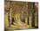 Avenue of Birches-Thonig-Mounted Photographic Print