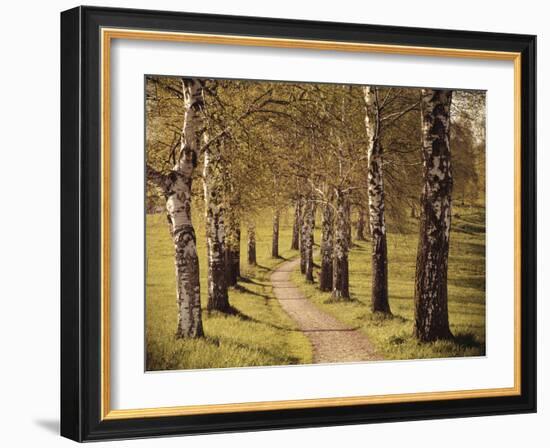 Avenue of Birches-Thonig-Framed Photographic Print