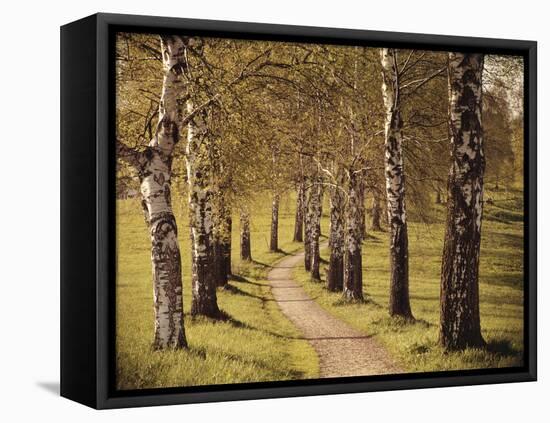 Avenue of Birches-Thonig-Framed Premier Image Canvas