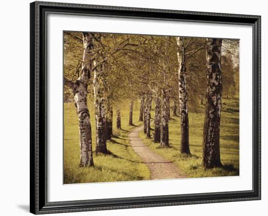 Avenue of Birches-Thonig-Framed Photographic Print