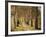 Avenue of Birches-Thonig-Framed Photographic Print