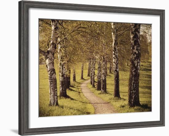 Avenue of Birches-Thonig-Framed Photographic Print