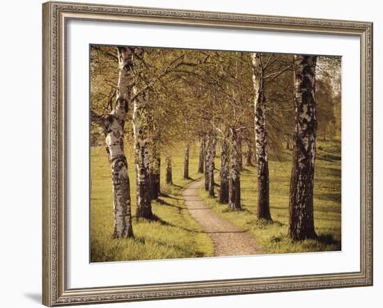 Avenue of Birches-Thonig-Framed Photographic Print