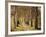 Avenue of Birches-Thonig-Framed Photographic Print