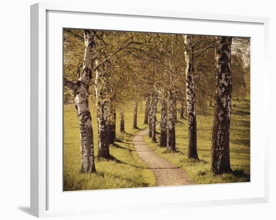 Avenue of Birches-Thonig-Framed Photographic Print