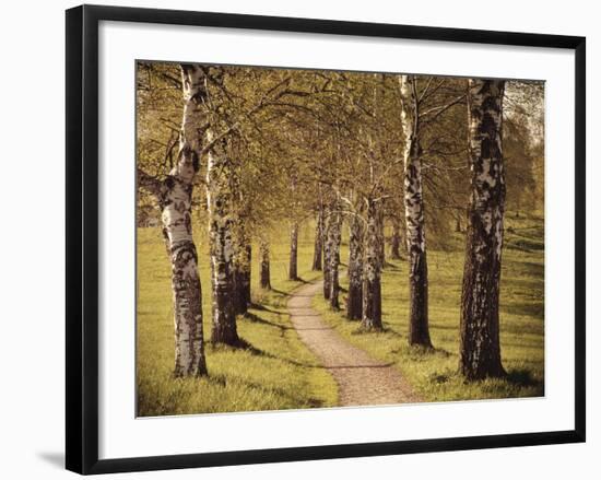 Avenue of Birches-Thonig-Framed Photographic Print