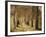 Avenue of Birches-Thonig-Framed Photographic Print