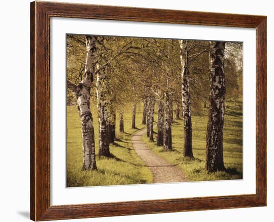 Avenue of Birches-Thonig-Framed Photographic Print