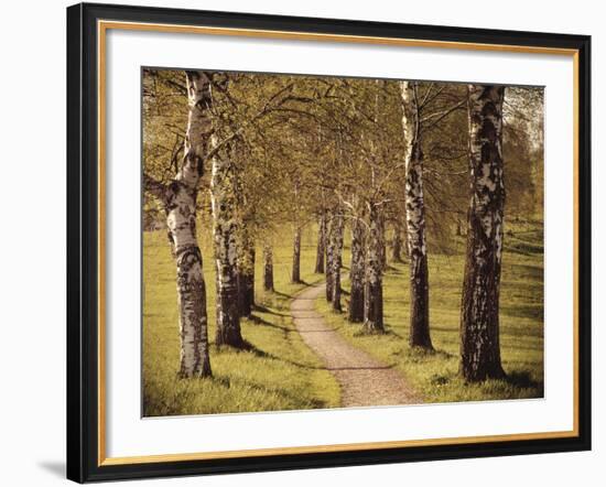 Avenue of Birches-Thonig-Framed Photographic Print