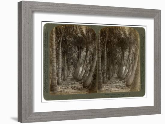 Avenue of Coconut Palms, Florida, USA, 1891-George Barker-Framed Giclee Print