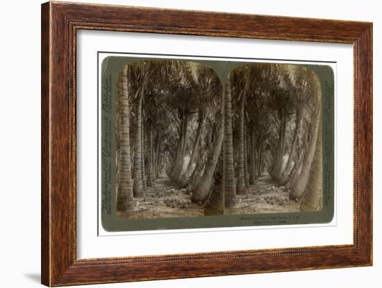 Avenue of Coconut Palms, Florida, USA, 1891-George Barker-Framed Giclee Print