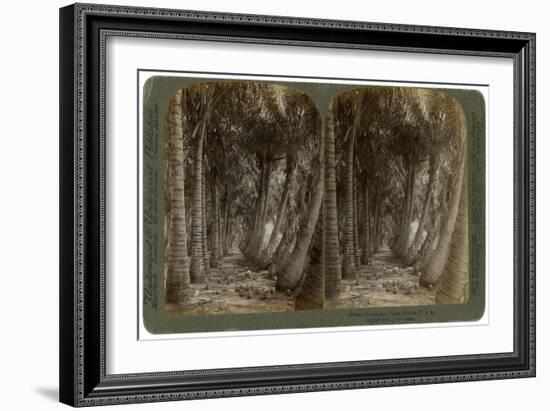 Avenue of Coconut Palms, Florida, USA, 1891-George Barker-Framed Giclee Print