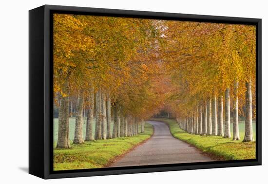 Avenue of Colourful Trees in Autumn, Dorset, England. November-Adam Burton-Framed Premier Image Canvas