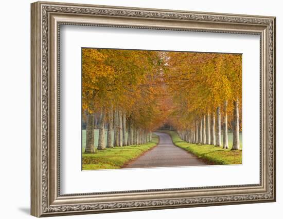Avenue of Colourful Trees in Autumn, Dorset, England. November-Adam Burton-Framed Photographic Print