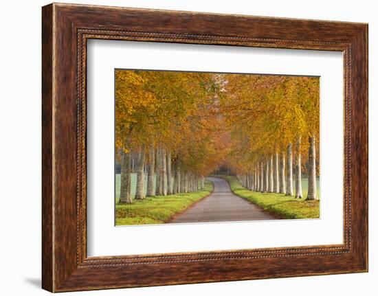 Avenue of Colourful Trees in Autumn, Dorset, England. November-Adam Burton-Framed Photographic Print