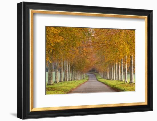 Avenue of Colourful Trees in Autumn, Dorset, England. November-Adam Burton-Framed Photographic Print