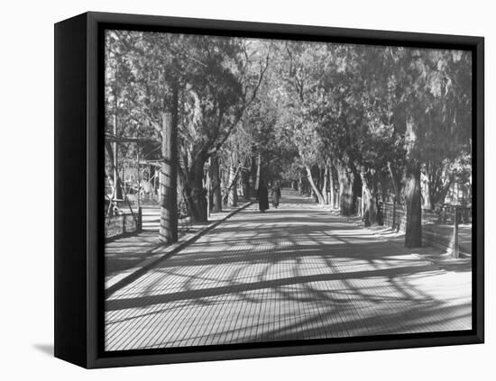 Avenue of Cypress in Central Park-Dmitri Kessel-Framed Premier Image Canvas