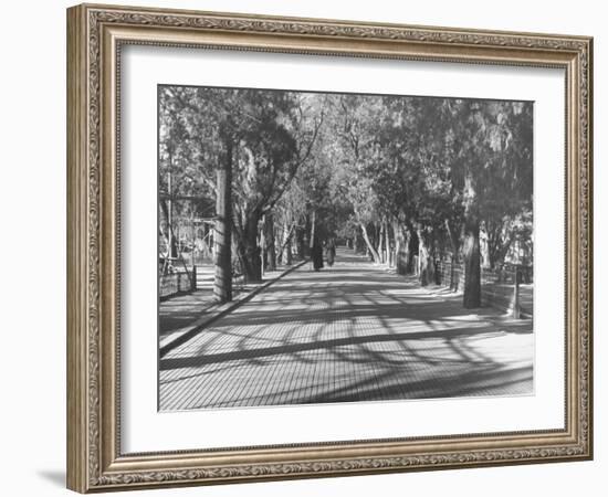 Avenue of Cypress in Central Park-Dmitri Kessel-Framed Photographic Print