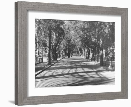 Avenue of Cypress in Central Park-Dmitri Kessel-Framed Photographic Print