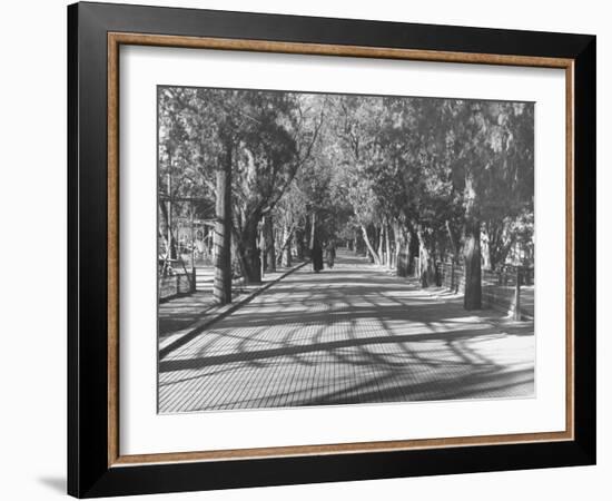 Avenue of Cypress in Central Park-Dmitri Kessel-Framed Photographic Print