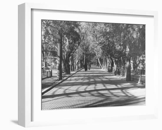 Avenue of Cypress in Central Park-Dmitri Kessel-Framed Photographic Print