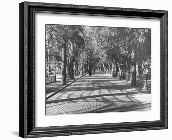 Avenue of Cypress in Central Park-Dmitri Kessel-Framed Photographic Print