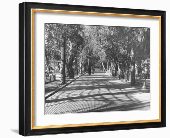 Avenue of Cypress in Central Park-Dmitri Kessel-Framed Photographic Print