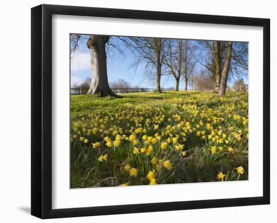 Avenue of Daffodils, Near Hungerford, Berkshire, England, United Kingdom, Europe-Stuart Black-Framed Photographic Print