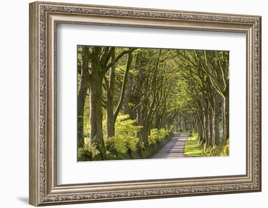 Avenue of mature deciduous trees near Bridestowe, Dartmoor National Park, Devon, England. Spring (A-Adam Burton-Framed Photographic Print