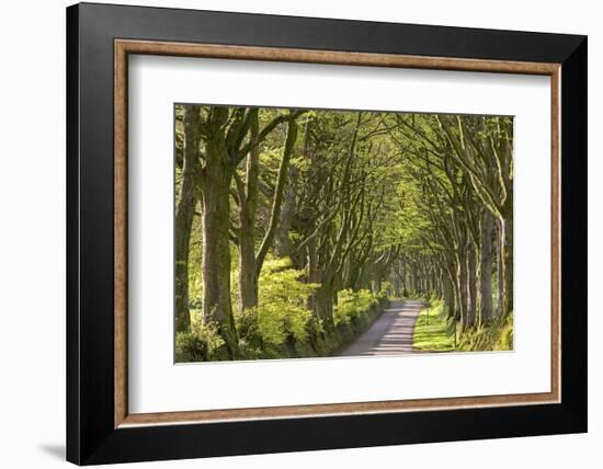 Avenue of mature deciduous trees near Bridestowe, Dartmoor National Park, Devon, England. Spring (A-Adam Burton-Framed Photographic Print