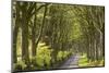 Avenue of mature deciduous trees near Bridestowe, Dartmoor National Park, Devon, England. Spring (A-Adam Burton-Mounted Photographic Print