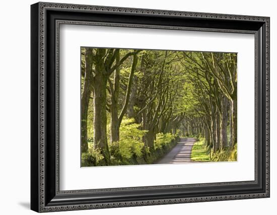 Avenue of mature deciduous trees near Bridestowe, Dartmoor National Park, Devon, England. Spring (A-Adam Burton-Framed Photographic Print