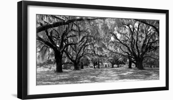 Avenue of oaks, South Carolina-null-Framed Art Print