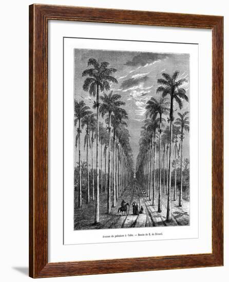 Avenue of Palm Trees, Cuba, 19th Century-E de Berard-Framed Giclee Print