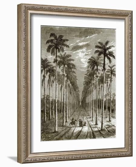 Avenue of Palm Trees, Leading to a Residence in Cuba-English-Framed Giclee Print